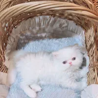 دنیای زیبای پرشین های شجره دار|گربه|شیراز, ارم|دیوار