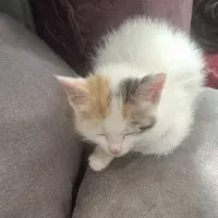 حیوان خانگی