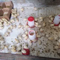 جوجه بوقلمون بیوتی 6