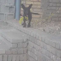 پاکوتاه