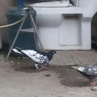 کبوتر رنگی گم شده