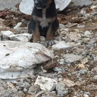 واگذاری پژدرعراقی