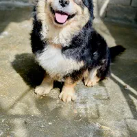 پاکوتا نر دوساله بسیار باهوش