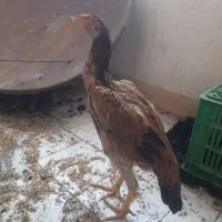 جوجه لاری