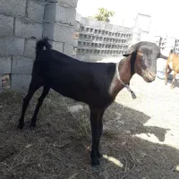 کیسه جوان و سالم|حیوانات مزرعه|بند زرک, |دیوار