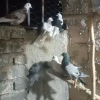 ۲۶کفترغریب گیری برای جلد کردن چند جوجه خوب