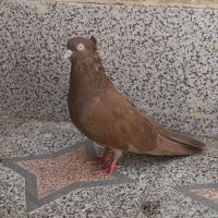 کفتر آبادانی