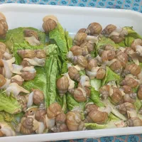 تخم کلاژن وژل حلزون