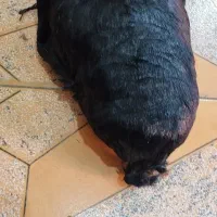 خیک لری|عمده‌فروشی|دزفول, |دیوار