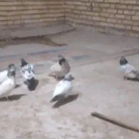 کبوتر شیخی