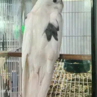 عروس هلندی سرلاکی وبالغ نرو گرینچک|پرنده|بندرعباس, |دیوار