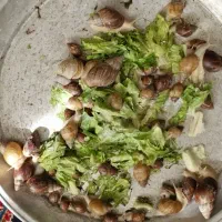 فروش یکجای ۴۵ حلزون کلاژنی