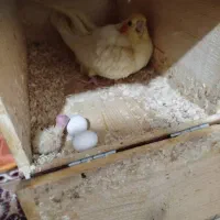 مرغ عشق فنچ عروس هلندی طوطی خرگوش