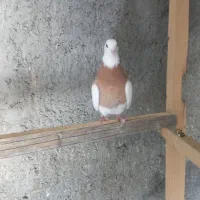 کفتر ماده طوقی زرد مهر