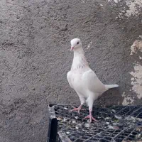 حیون طوقی نر پرشی|پرنده|مشهد, شهید علی محمدی|دیوار