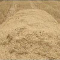 کاه کندم دیم