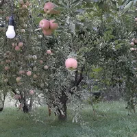 اجاره باغ  شخصی بصورت دربستی سپیدان  کنار رودخونه|اجارهٔ کوتاه‌مدت ویلا و باغ|شیراز, دانشگاه شیراز|دیوار