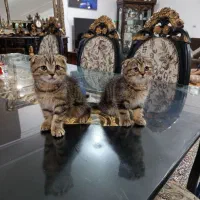 گربه|گربه|کرمان, |دیوار