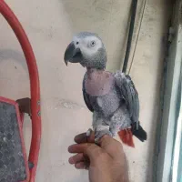 کاسکو۳ ساله حلقه پا فول دستی رام کلام بالا پر صحبت|پرنده|تهران, هفت چنار|دیوار
