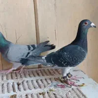 کبوتر|پرنده|ارسنجان, |دیوار