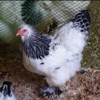 تخم،جوجه برهما لایت اصیل|حیوانات مزرعه|رشت, جانبازان|دیوار