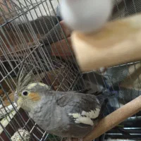 فنچ،مرغ‌عشق،عروس‌هلندی|پرنده|تهران, خاک سفید|دیوار