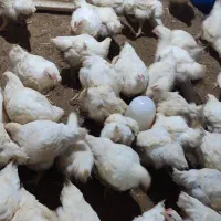 مرغ گوشتی|حیوانات مزرعه|مشگین شهر, |دیوار