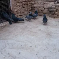 کبوتر پر|پرنده|فرخشهر, |دیوار