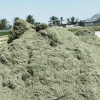 یونجه
