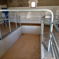 گاوداری شیری با پروانه وباغ|فروش دفتر صنعتی، کشاورزی، تجاری|خنجین, |دیوار