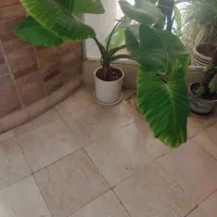 گل بابا آدم