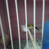 سهره کرمانی نر|پرنده|بیرجند, |دیوار