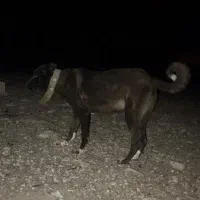 نگهبان میخام