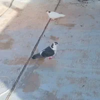 یک جفتر کفتر به همراه جوجه