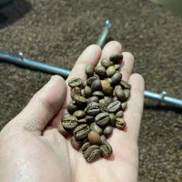 میکس و دان قهوه گلد و