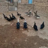 فروش غازواردک شمالی|حیوانات مزرعه|کنگاور, |دیوار