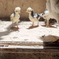 جوجه لهستانی