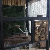 دوچرخه آساک سایز۲۶ وقفس تمام چوب