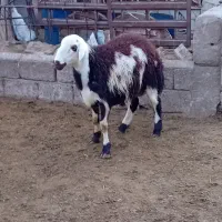 ۷تابره قوچ و یه قوچ دوشیره پلنگی|حیوانات مزرعه|بروجرد, |دیوار