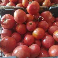 گوجه مخصوص رب