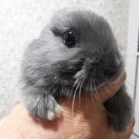 خرگوش نژاد دار|موش و خرگوش|قرچک, میرزائی شمالی|دیوار