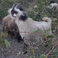 بزغاله. بیگ