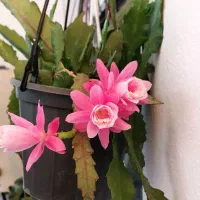 درخواست اپیفیلوم صورتی