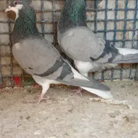 بدرنگ دمگیر خرقه واز