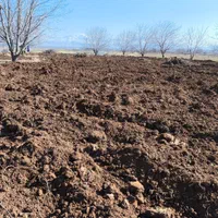 دراوردن ریشه درخت گردو بصورت رایگان|خدمات باغبانی و درختکاری|الشتر, |دیوار