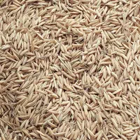 جو هاشمی قیمت توافقی