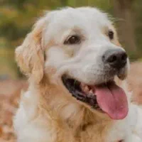 سگ ماده نژاد گلدن ۱۰ ماهه با شناسنامه