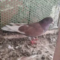 طوقی پرش بالا|پرنده|اردبیل, |دیوار