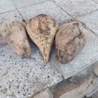 فروش چغندر قند وچغندر تنبل
