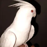 عروس هلندی آلبینو